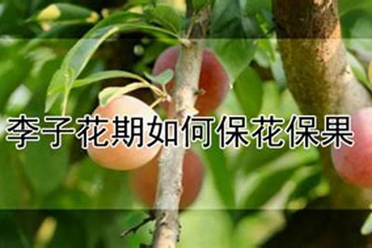 李子怎样保花保果