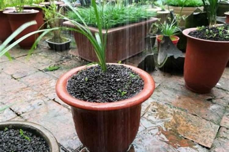 养花多久施一次肥 花草需要隔多久施肥？