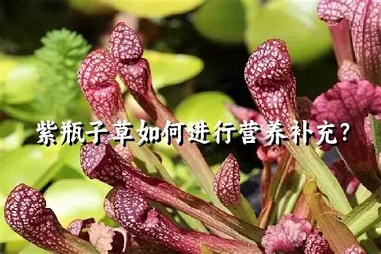 瓶子草的养殖方法和注意事项