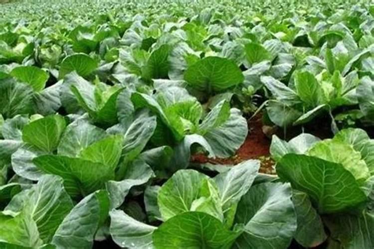 复合肥可以兑水浇菜吗
