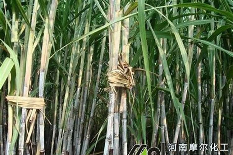 黑皮甘蔗病虫害的防治方法