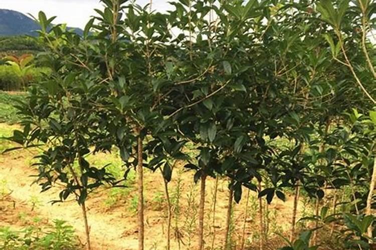 树叶发黄施什么肥？