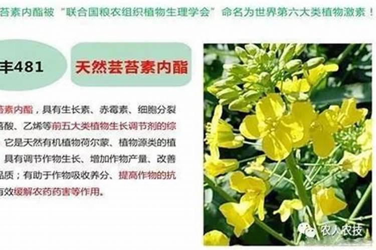 巨峰葡萄催红:乙烯利加芸苔素磷酸二氢钾可以吗？