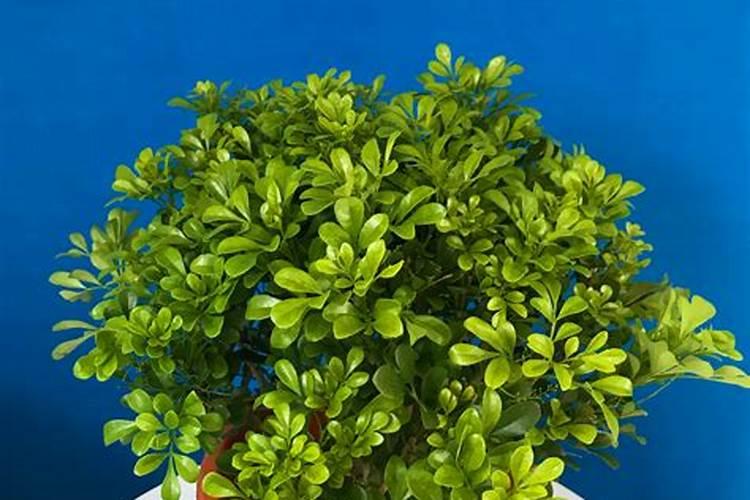 盆栽米兰开花时能否施肥