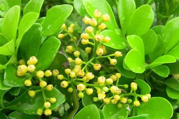 为什么米兰花开花了有时还不香