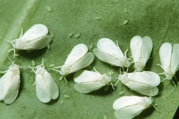 栀子花上有白粉虱怎么办