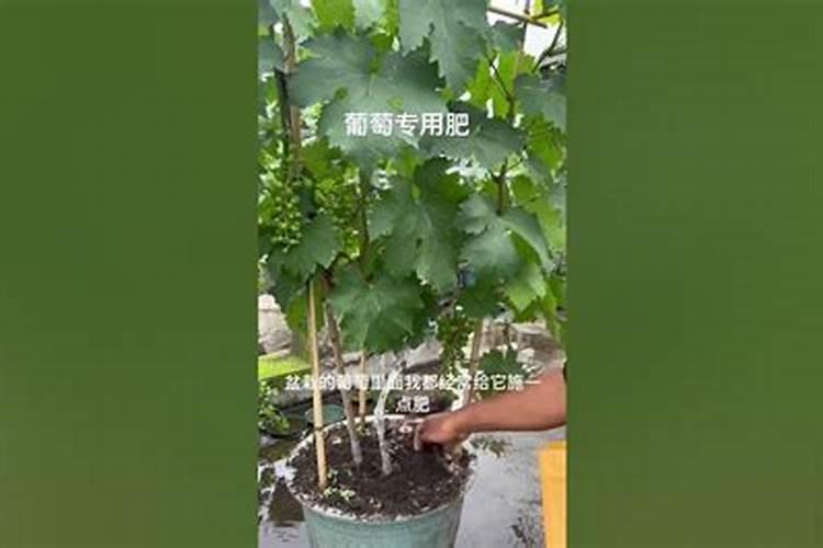 葡萄挂果期用什么复合肥好？葡萄结果期用什么叶面肥效果好？