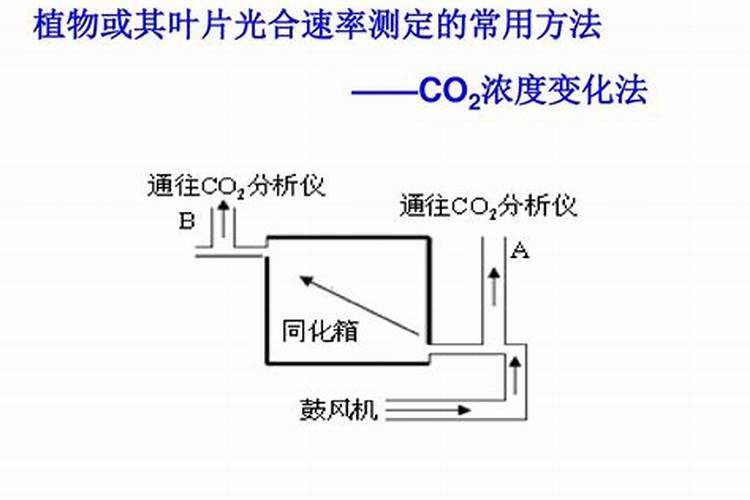多肉用营养液还是肥料