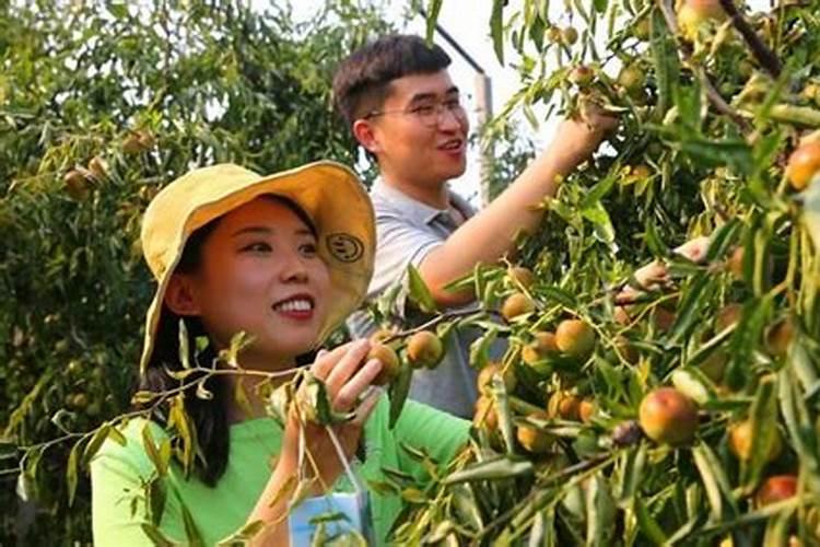 家庭种枣树用什么肥料