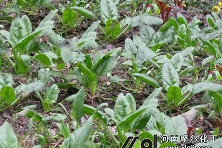 叶面肥什么时候打合适