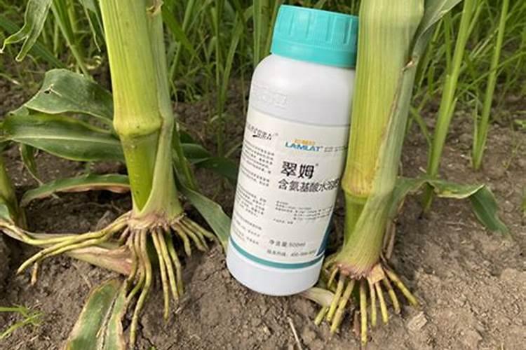 玉米什么时候打叶面肥好 使用方法有哪些