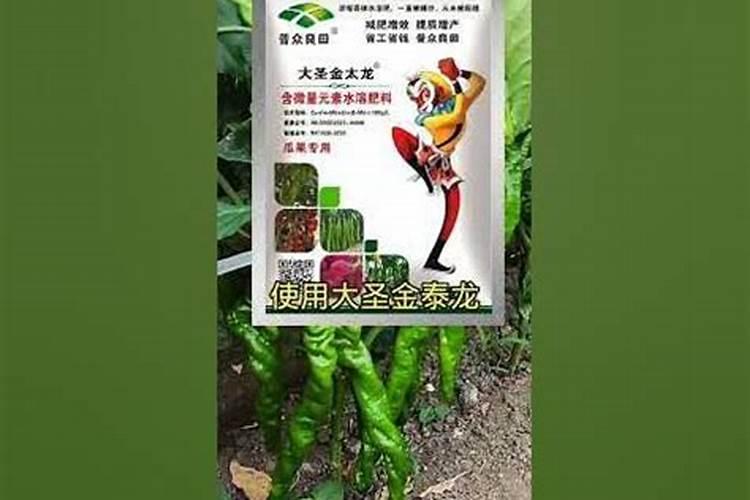 金太龙追肥宝叶面肥的效果