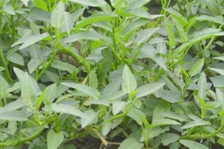 空心菜需要什么肥料