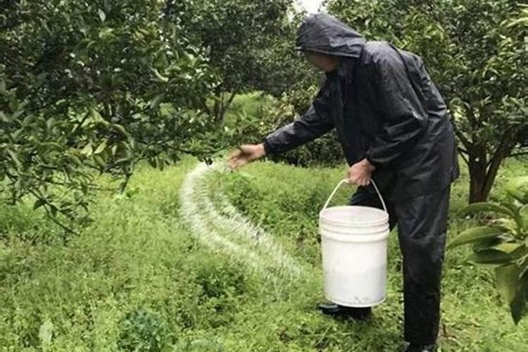 苹果采摘后应施什么肥