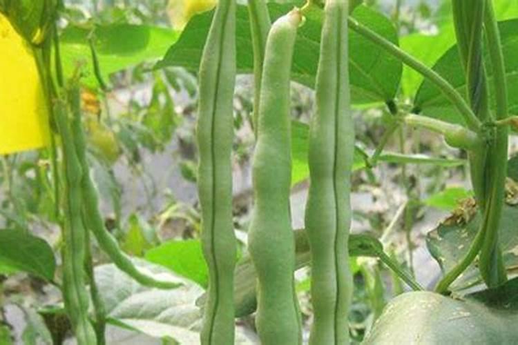 芸豆追肥早上好还是晚上好？