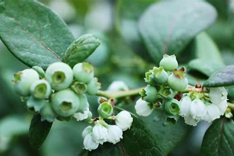 蓝莓开花结果期施什么肥好