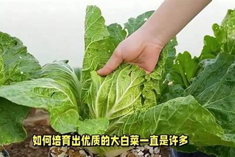 种植大白菜怎样施肥才产量高(种大白菜需要什么底肥)
