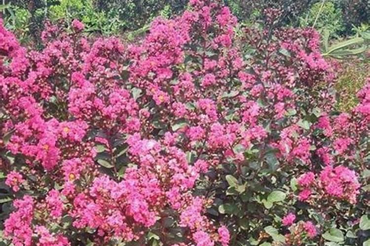 紫薇花怎么养才合适 三个方法养好紫薇花