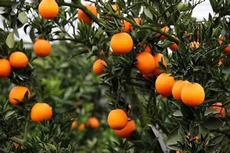 山东君德生物科技有限公司电话是多少？