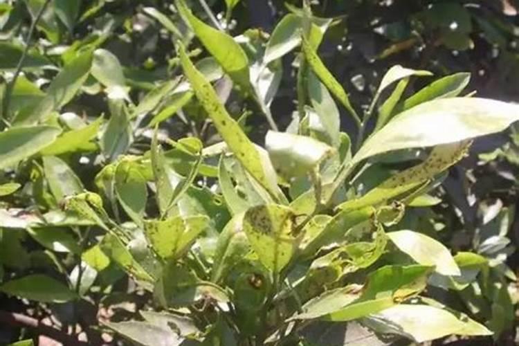 钙肥是具有钙标明量的肥料,钙肥对葡萄花芽分化有什么作用？