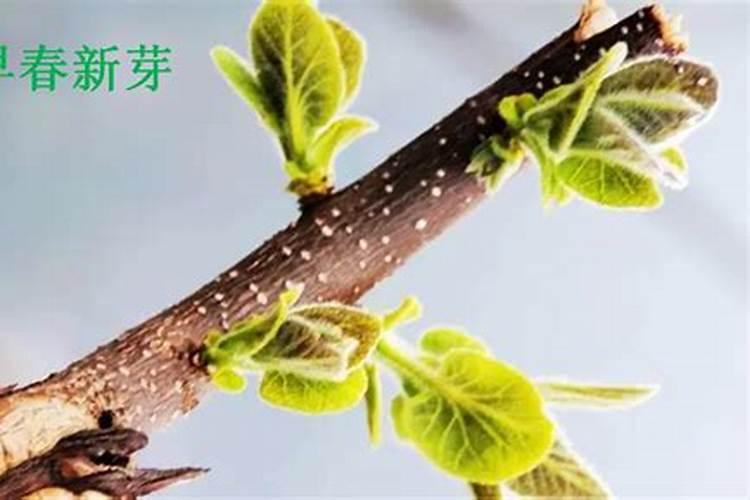 油桃彭大期用复合肥,还是用尿素二铵和钾肥配制哪个效果好？