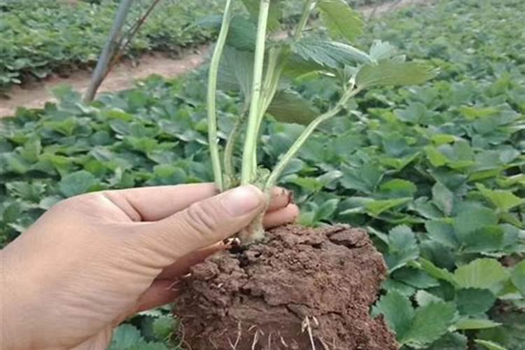 草莓发芽后怎么养护