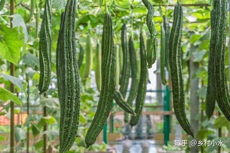 丝瓜不结瓜有什么补救方法 丝瓜不结瓜的补救方法介绍
