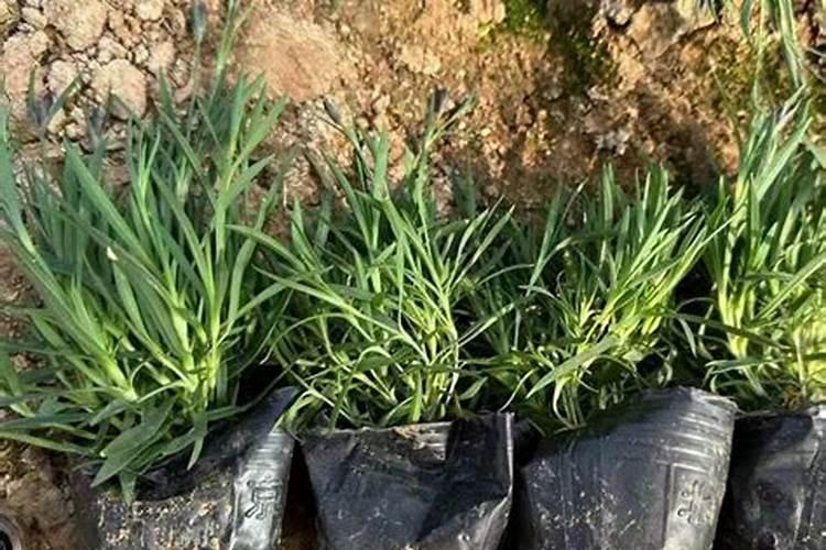 石竹种植方法