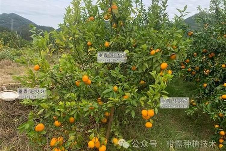 柑橘树叶子发黄是怎么回事