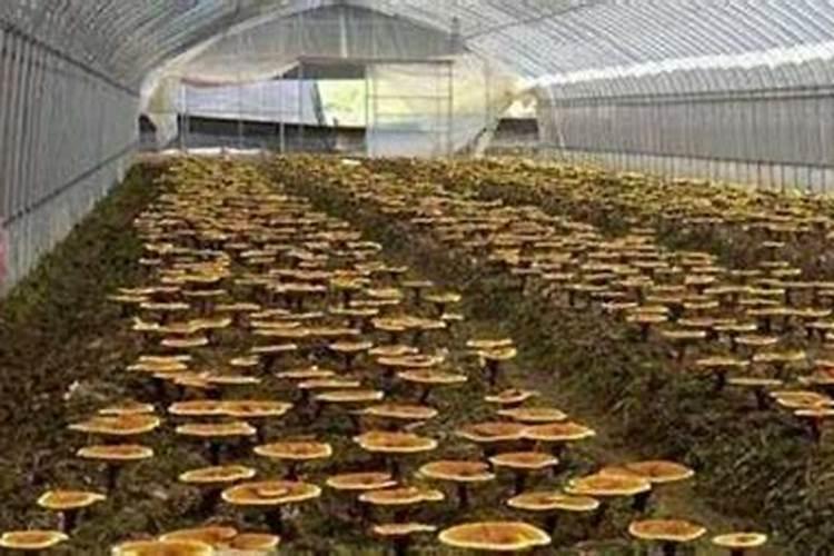 种植蘑菇都需要什么材料 种植蘑菇都需要哪些材料