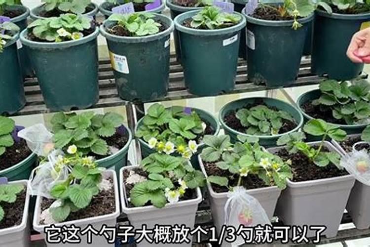 鱼蛋白肥料制作方法,附使用方法和注意事项
