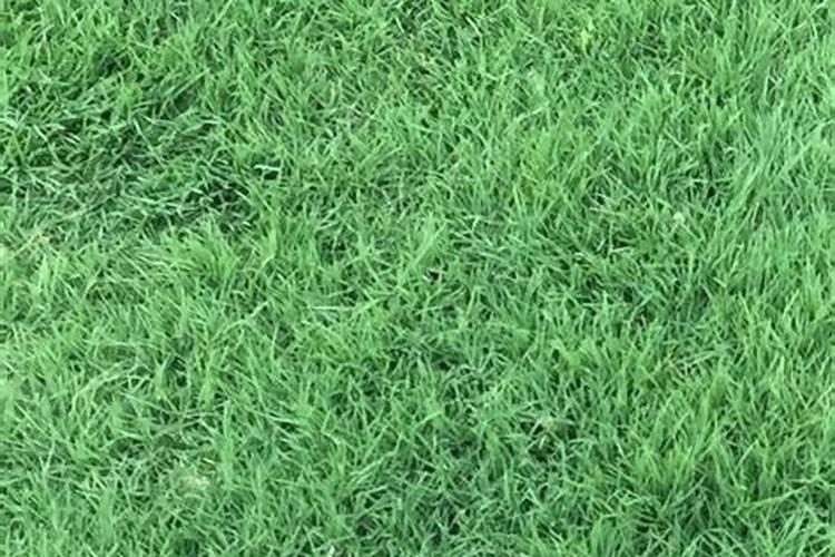 百慕大草坪需要什么肥料生长快