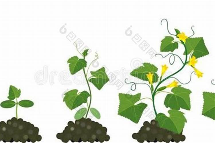 打瓜旺长不结瓜打芸苔素可以？