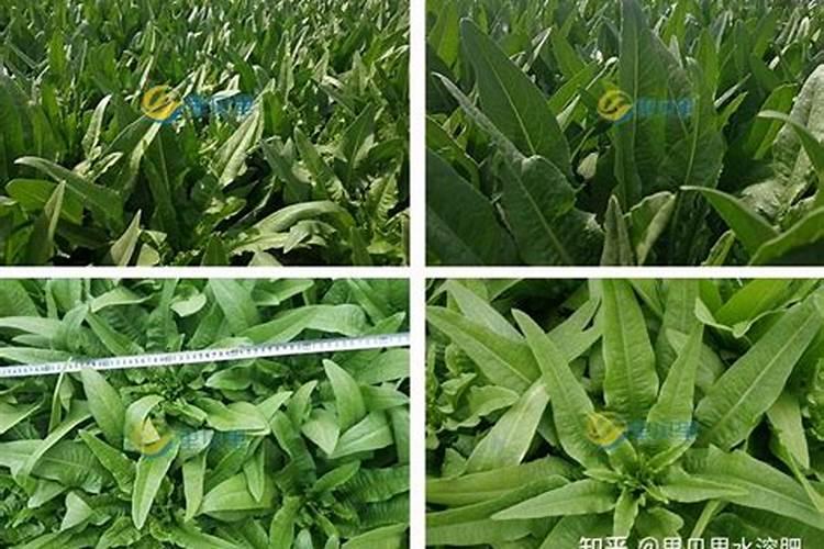 温室蔬菜棚里怎样正确使用水溶肥？