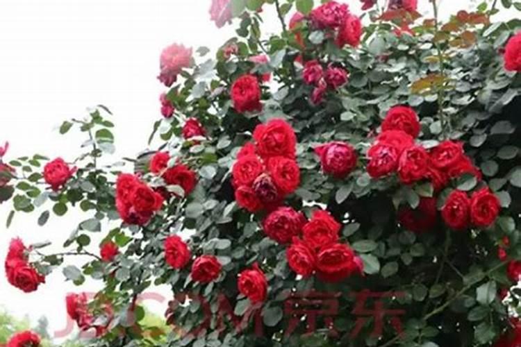 月季花冬季如何施肥效果最好,可以用水溶肥吗？