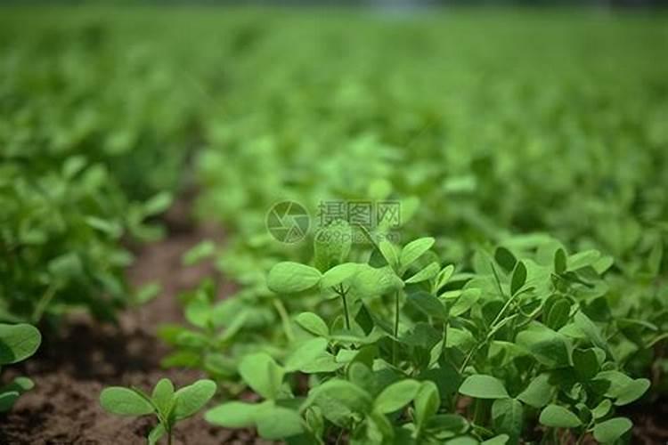 有人知道花生怎么施肥吗,还有用什么肥料好一点？