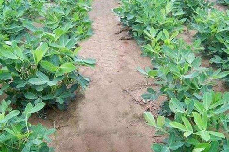 花生怎样种植才会获得高产