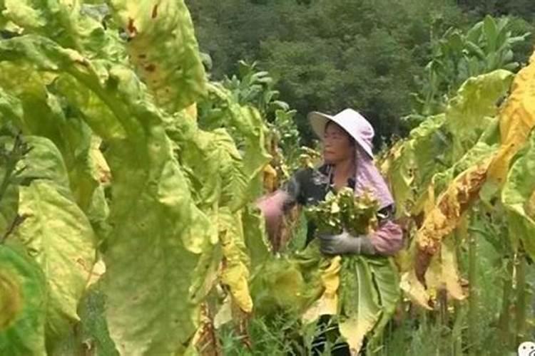 怎样种植烤烟产量高