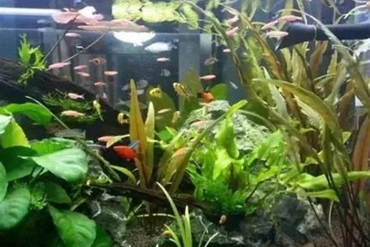 把鱼埋在花盆里当肥料可以吗？
