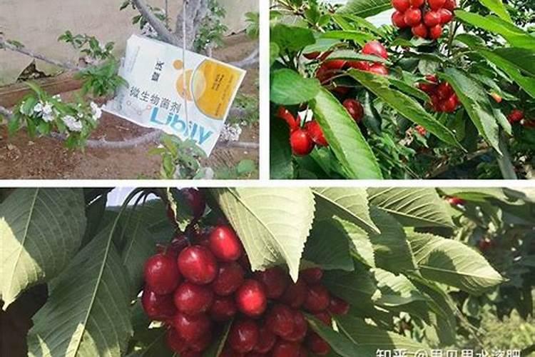 樱桃开花可施什么肥料