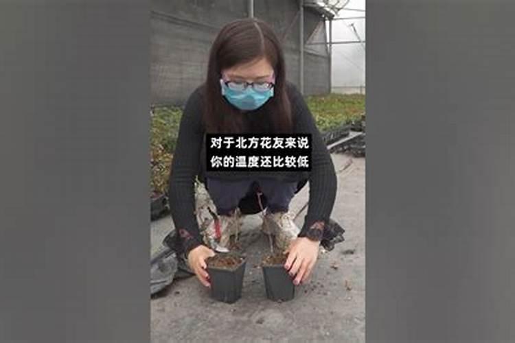 肉肉植物冬天应该怎么浇水 肉肉植物冬天怎么浇水