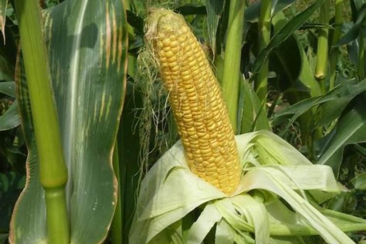 玉米施加钙肥的最佳时间 什么时候使用合适