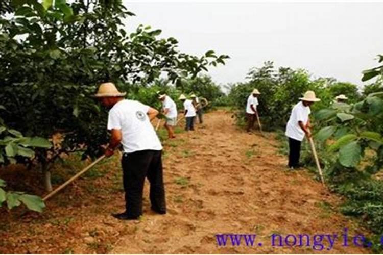 沉香种植方法与技术