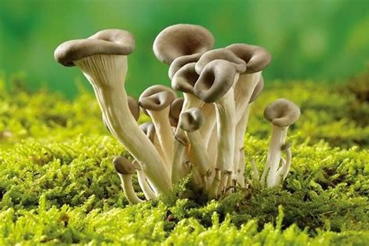 鱼感染霉菌发生了是有肉眼看不见的蛋白虫吗？