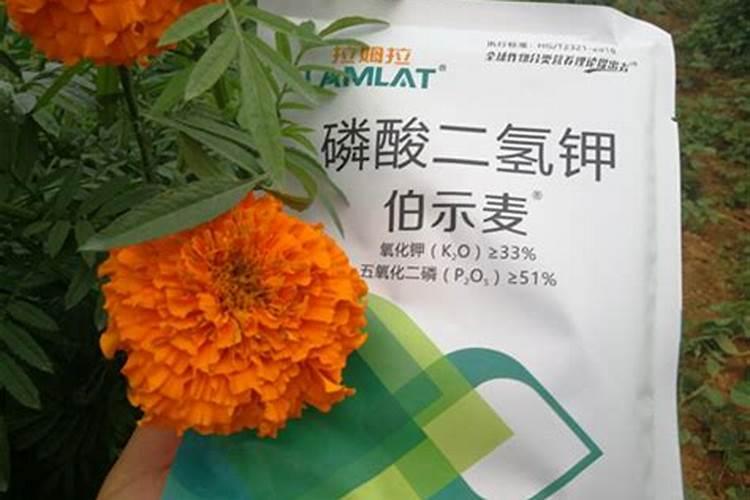 万寿菊什么时候开花