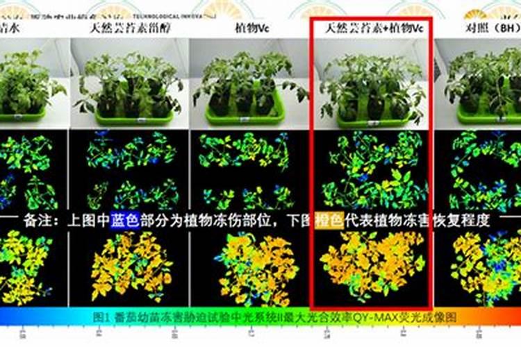 牵牛花颜色变化的原理