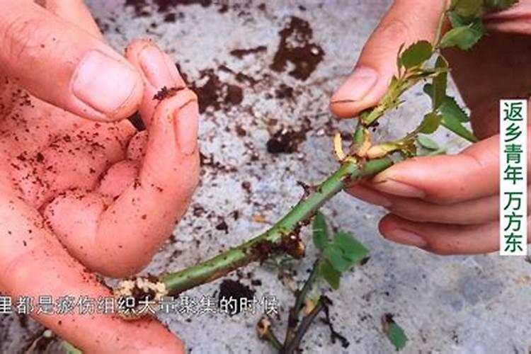 月季花被误打了除草剂怎么办？