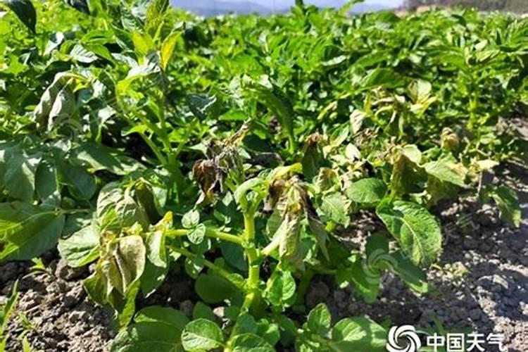 种植马铃薯遇冷空气怎么办