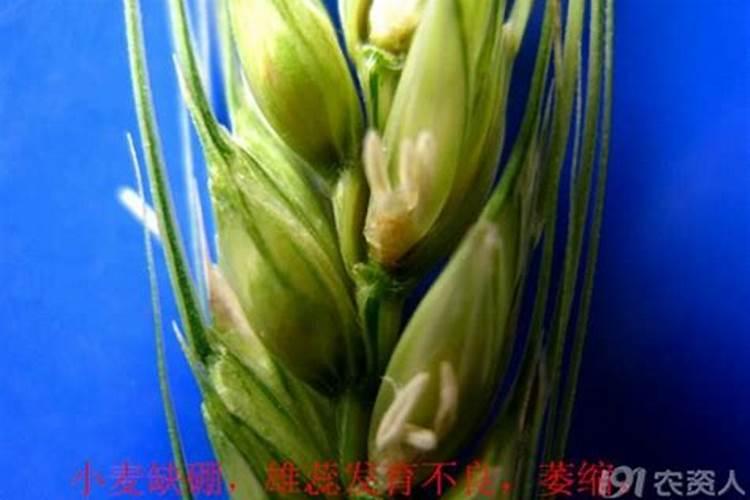 小麦出穗了还能追肥吗