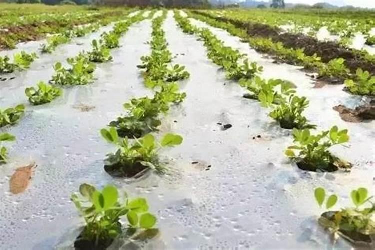 种花生用什么复合肥最好